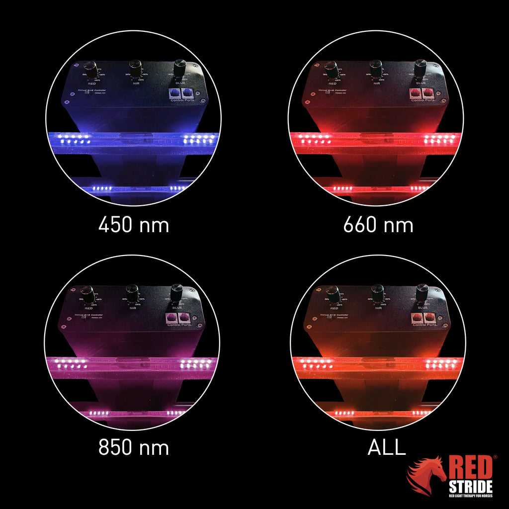 Red Stride® - Horse RLT Panel - RS Multi